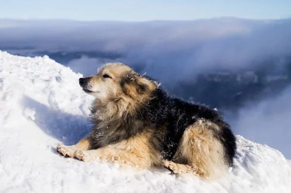 Kış maceraları. Köpek. Karpatlar. Ukrayna.