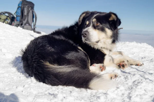 Winter Adventures Dog Carpathians Ukraine — Stock Photo, Image