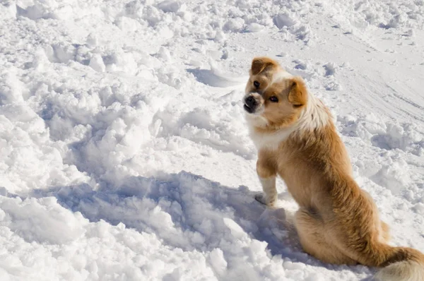 Winterabenteuer Hund Karpaten Ukraine — Stockfoto