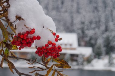 Karda Rowanberry. Tatransky narodny parkı. Vysoke Tatry. Slovakya.