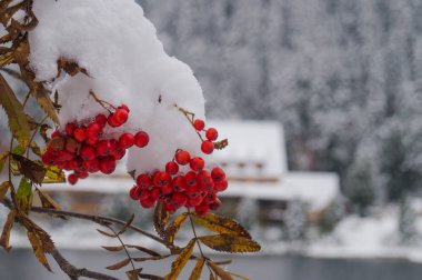 Rowanberry in the snow. Tatransky narodny park. Vysoke Tatry. Slovakia. clipart