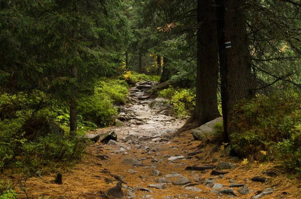 Coniferous forest. Trail in the forest. Trail Stone path. Path in the forest. Marked trail. Marking on the tree.Tatransky narodny park. Vysoke Tatry. Slovakia.