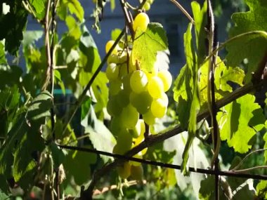Güneşle aydınlatılan üzüm demetleri. Büyük üzümler. Yeşil üzümler. Mor üzümler. Tarım ve şarapçılık.