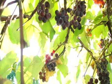 Güneşle aydınlatılan üzüm demetleri. Büyük üzümler. Yeşil üzümler. Mor üzümler. Tarım ve şarapçılık. Güneş ışınları mercekte parlıyor.