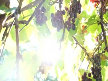 Güneşle aydınlatılan üzüm demetleri. Büyük üzümler. Yeşil üzümler. Mor üzümler. Tarım ve şarapçılık. Güneş ışınları mercekte parlıyor.