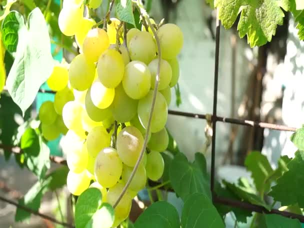 Trossen Druiven Die Door Zon Worden Verlicht Grote Druiven Groene — Stockvideo