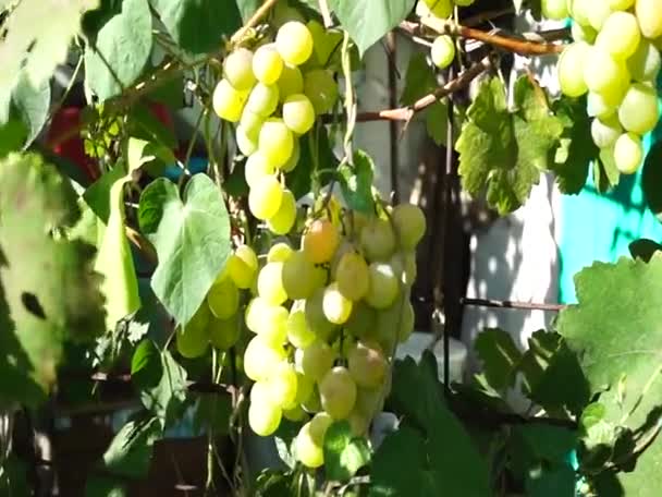 Racimos Uvas Iluminadas Por Sol Uvas Grandes Uvas Verdes Uvas — Vídeo de stock