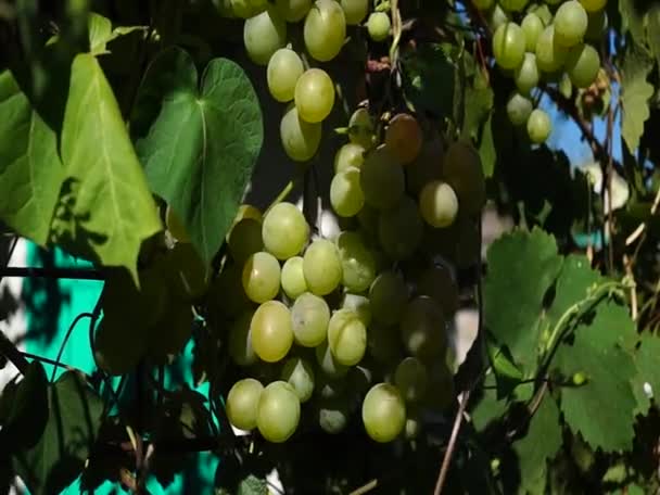 Τσαμπιά Από Σταφύλια Που Φωτίζονται Από Τον Ήλιο Μεγάλα Σταφύλια — Αρχείο Βίντεο