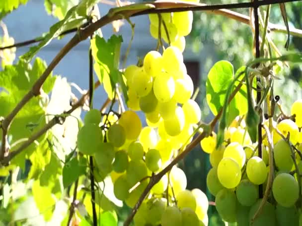 Des Grappes Raisins Éclairées Par Soleil Gros Raisins Raisins Verts — Video