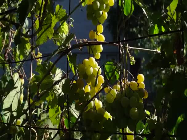 Des Grappes Raisins Éclairées Par Soleil Gros Raisins Raisins Verts — Video