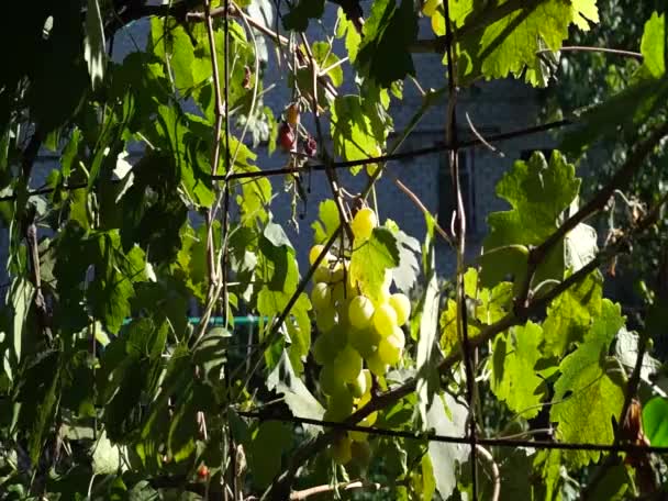 Güneşle Aydınlatılan Üzüm Demetleri Büyük Üzümler Yeşil Üzümler Mor Üzümler — Stok video