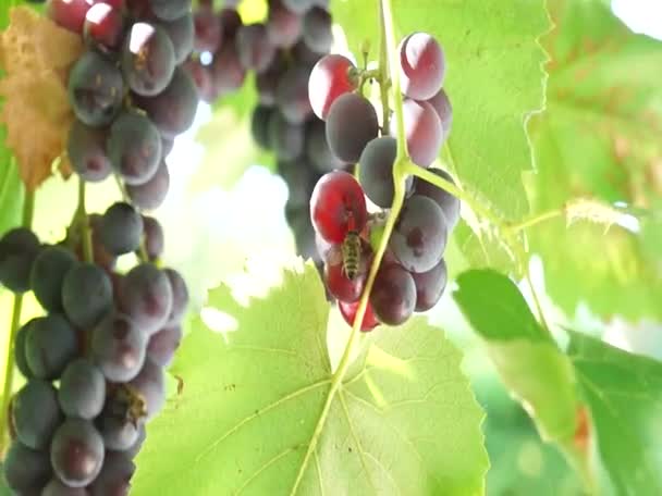 一束被太阳照亮的葡萄 大葡萄绿色葡萄紫色的葡萄农业和酿酒 — 图库视频影像