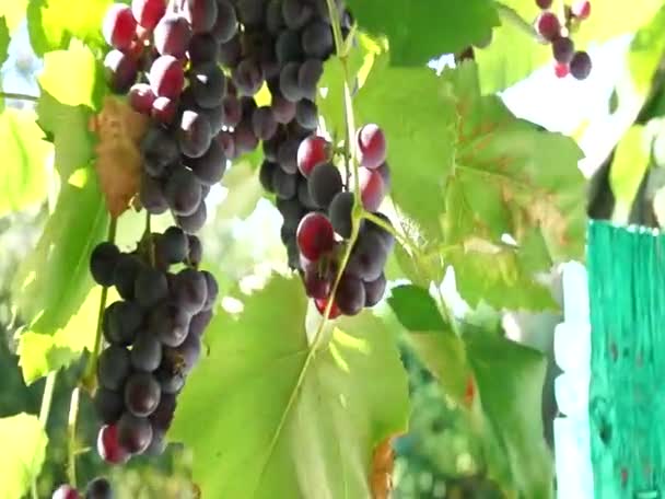 Racimos Uvas Iluminadas Por Sol Uvas Grandes Uvas Verdes Uvas — Vídeos de Stock