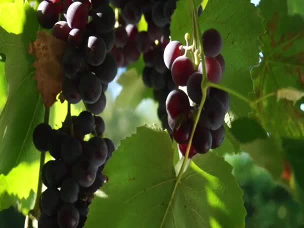 Hrozny Hroznů Osvětlené Sluncem Velké Hrozny Zelené Hrozny Purpurové Hrozny — Stock video