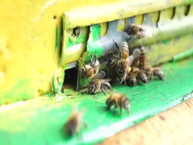 Arılar çalışır ve kovanlarını korurlar. bal üretimi. Tarım.