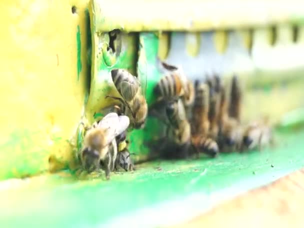 Пчёлы Работают Охраняют Свой Улей Производство Меда Сельское Хозяйство — стоковое видео
