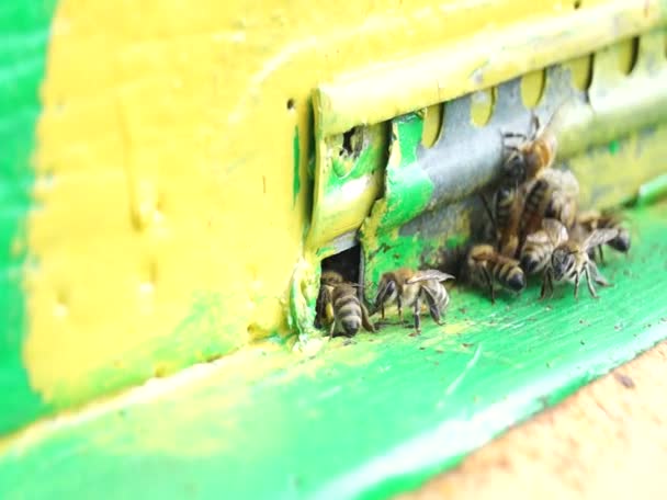 Las Abejas Trabajan Cuidan Colmena Producción Miel Agricultura — Vídeo de stock