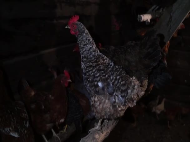 Des Poulets Dans Poulailler Les Poules Crient Dans Poulailler Agriculture — Video