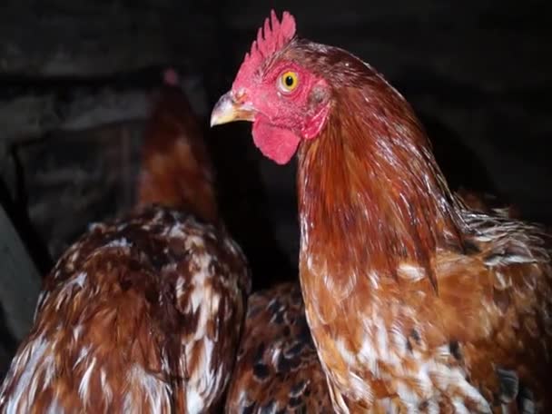Κοτόπουλα Στο Κοτέτσι Κότες Ουρλιάζουν Στο Κοτέτσι Γεωργία — Αρχείο Βίντεο