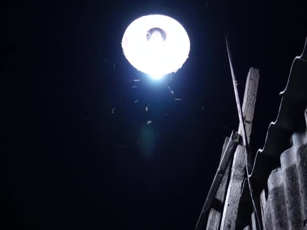 Una Falena Vola Intorno Una Vecchia Lampada Illuminazione Notturna Gli — Video Stock