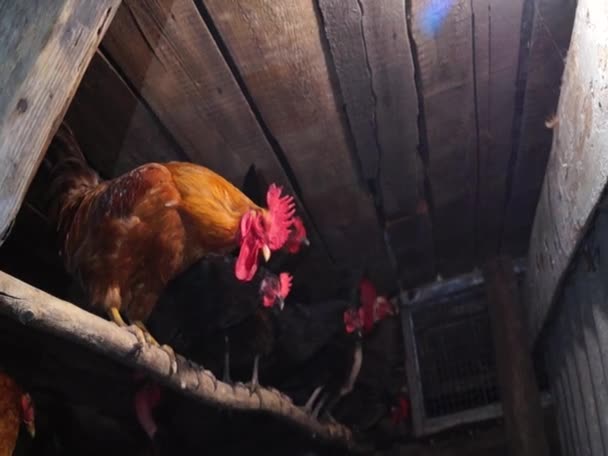 Csirkék Tyúkól Csirke Gazdaságban Mezőgazdaság — Stock videók