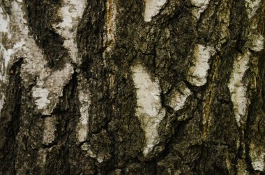 Ahşap doku. Ahşap yüzeyin dokusu. Doku eski ahşap.