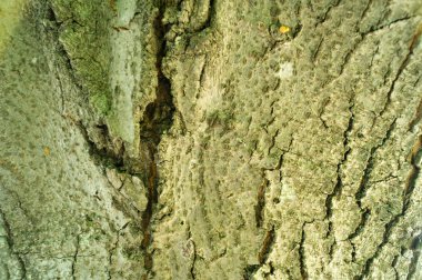 Ahşap doku. Ahşap yüzeyin dokusu. Doku eski ahşap.