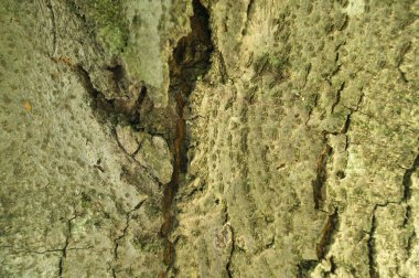 Ahşap doku. Ahşap yüzeyin dokusu. Doku eski ahşap.