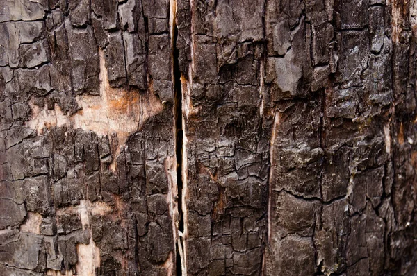 木材纹理 木制表面的纹理 纹理旧木材 — 图库照片