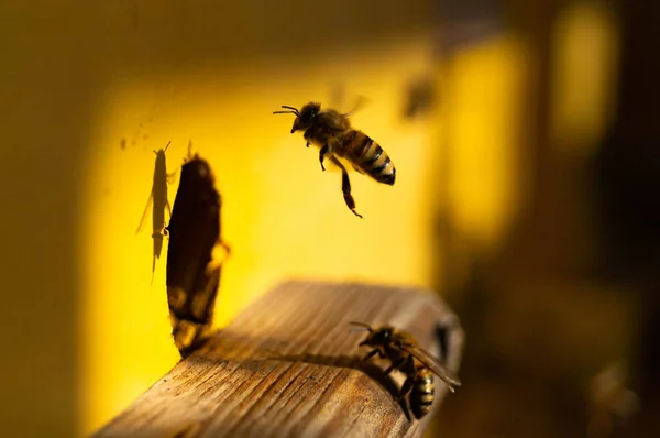 Beweise Bienenhaus Bienenfamilie Bienen Eingang Zum Stock Biene Aus Nächster — Stockfoto