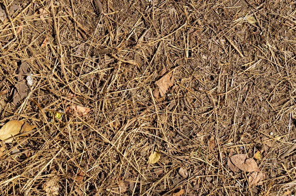 Dry Grass Texture Dried Grass Lawn — Stock Photo, Image