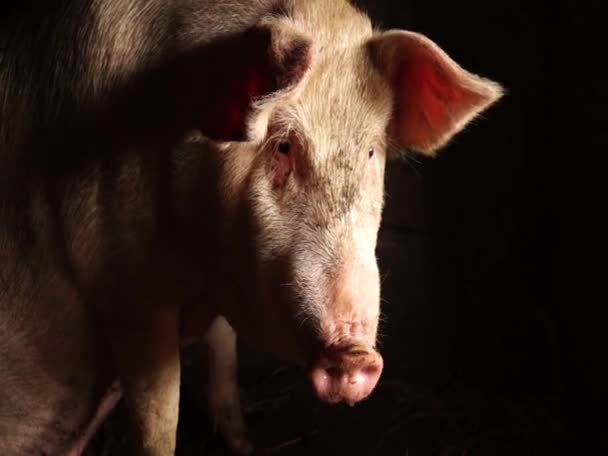 Porco Numa Quinta Esfinges Cara Porco Perto — Vídeo de Stock