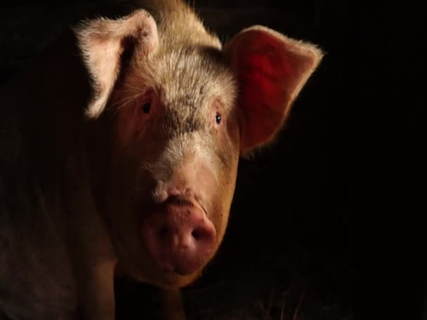 Schwein Auf Einer Nashornfarm Schweinegesicht Aus Nächster Nähe — Stockvideo