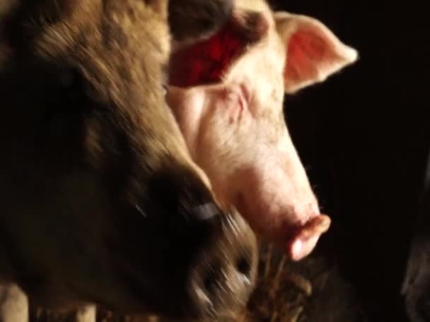 Cochon Dans Une Ferme Sphinos Porc Visage Gros Plan — Video