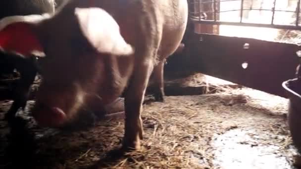 Cochon Dans Une Ferme Sphinos Porc Visage Gros Plan — Video