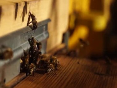  Arı kapat. Arı kovanındaki arılar. Arı sürüsü.