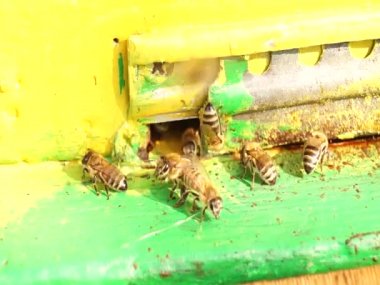  Arı kapat. Arı kovanındaki arılar. Arı sürüsü.