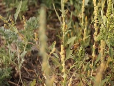  Arı kapat. Arı kovanındaki arılar. Arı sürüsü.