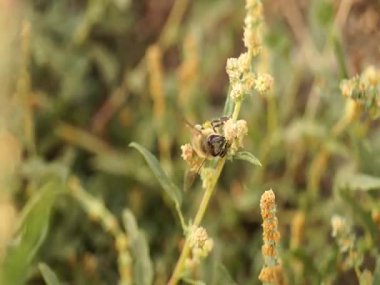  Arı kapat. Arı kovanındaki arılar. Arı sürüsü.