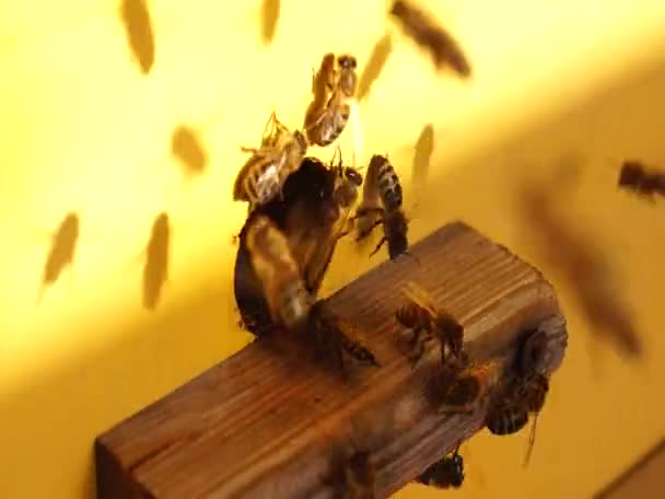 Zblízka Včela Včely Úlu Roj Včel — Stock video