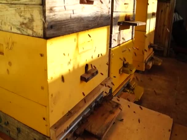 Bijen Dicht Bijen Bij Bijenkorf Bijenzwerm — Stockvideo