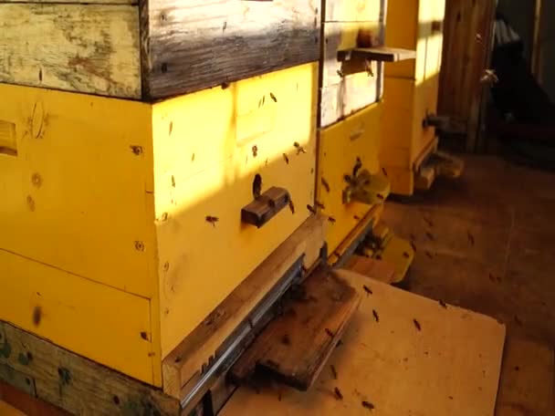 蜜蜂的近身 蜜蜂在蜂窝里蜂群 — 图库视频影像