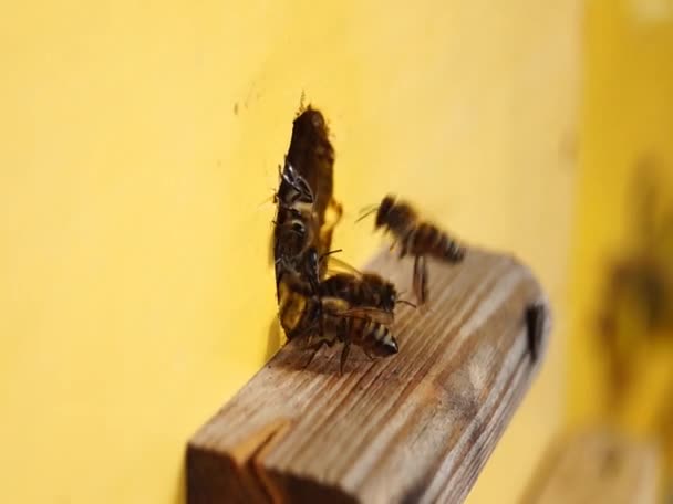  Bee close up. Des abeilles à la ruche. Un essaim d'abeilles.