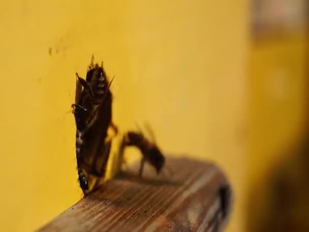 Μέλισσα Από Κοντά Μέλισσες Στην Κυψέλη Των Μελισσών Σμήνη Μελισσών — Αρχείο Βίντεο