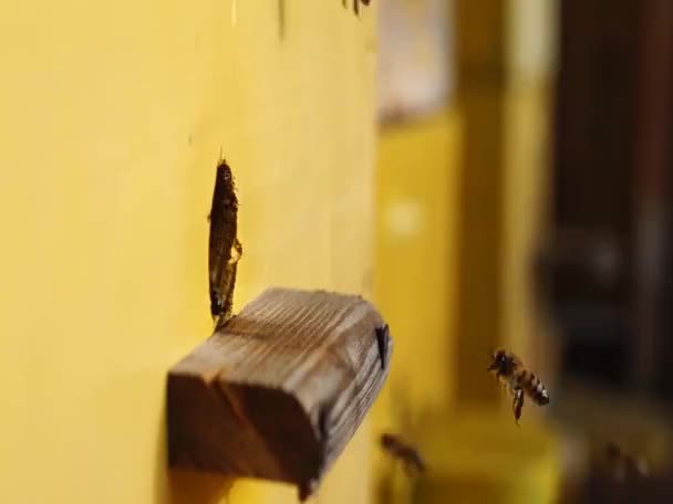 Bijen Dicht Bijen Bij Bijenkorf Bijenzwerm — Stockvideo