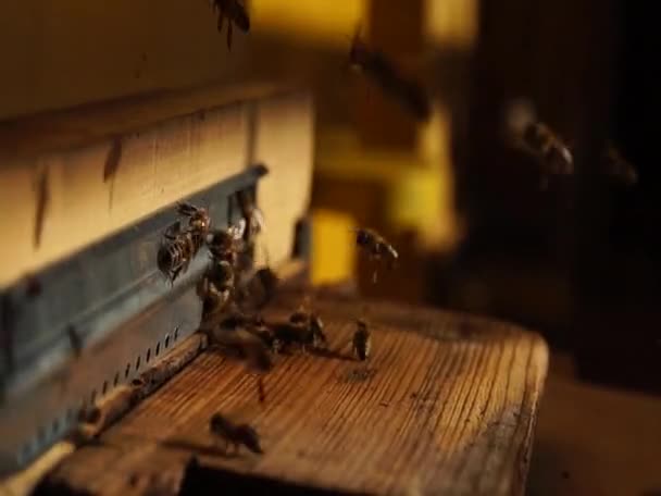 Biene Aus Nächster Nähe Bienen Bienenstock Bienenschwarm — Stockvideo