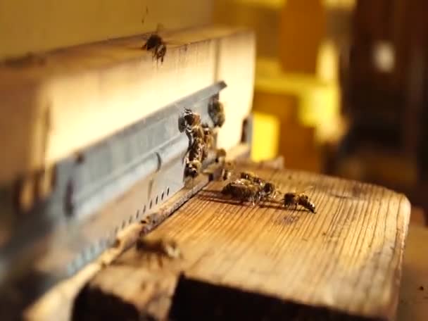 Bee Close Des Abeilles Ruche Essaim Abeilles — Video