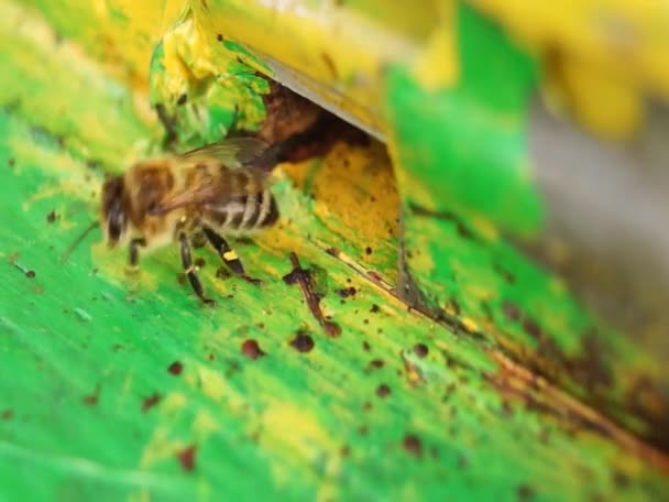 Biene Aus Nächster Nähe Bienen Bienenstock Bienenschwarm — Stockvideo