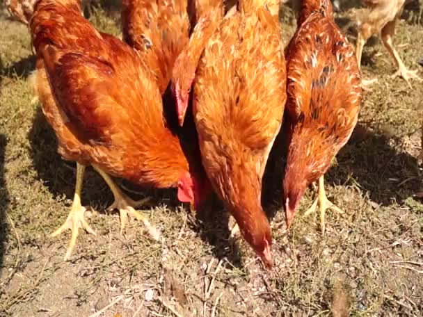 Agricultura Fazenda Galinhas Galinhas — Vídeo de Stock