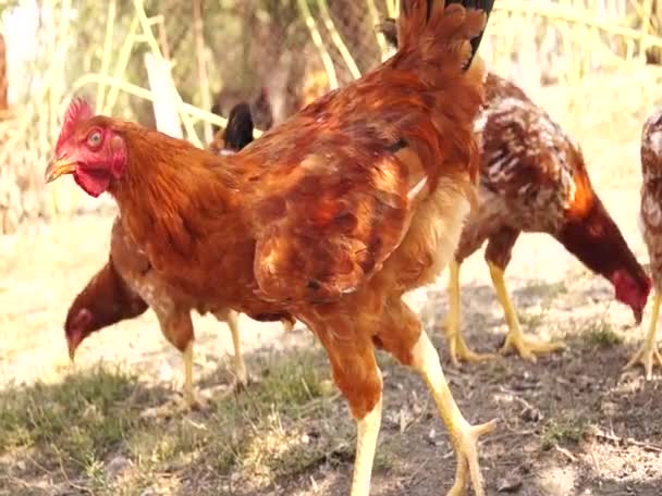 Landwirtschaft Hühnerfarm Hühner — Stockvideo